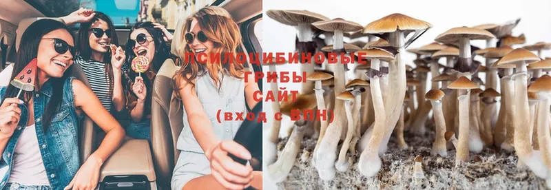 Псилоцибиновые грибы Psilocybine cubensis  Сковородино 